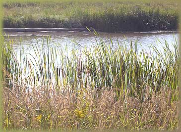 Grasses and cattails in front of a body of water.