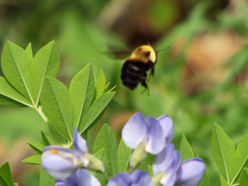 Bee lifting off an indigo plant