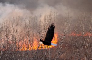 A bird taking flight in a forest with flames behind it.