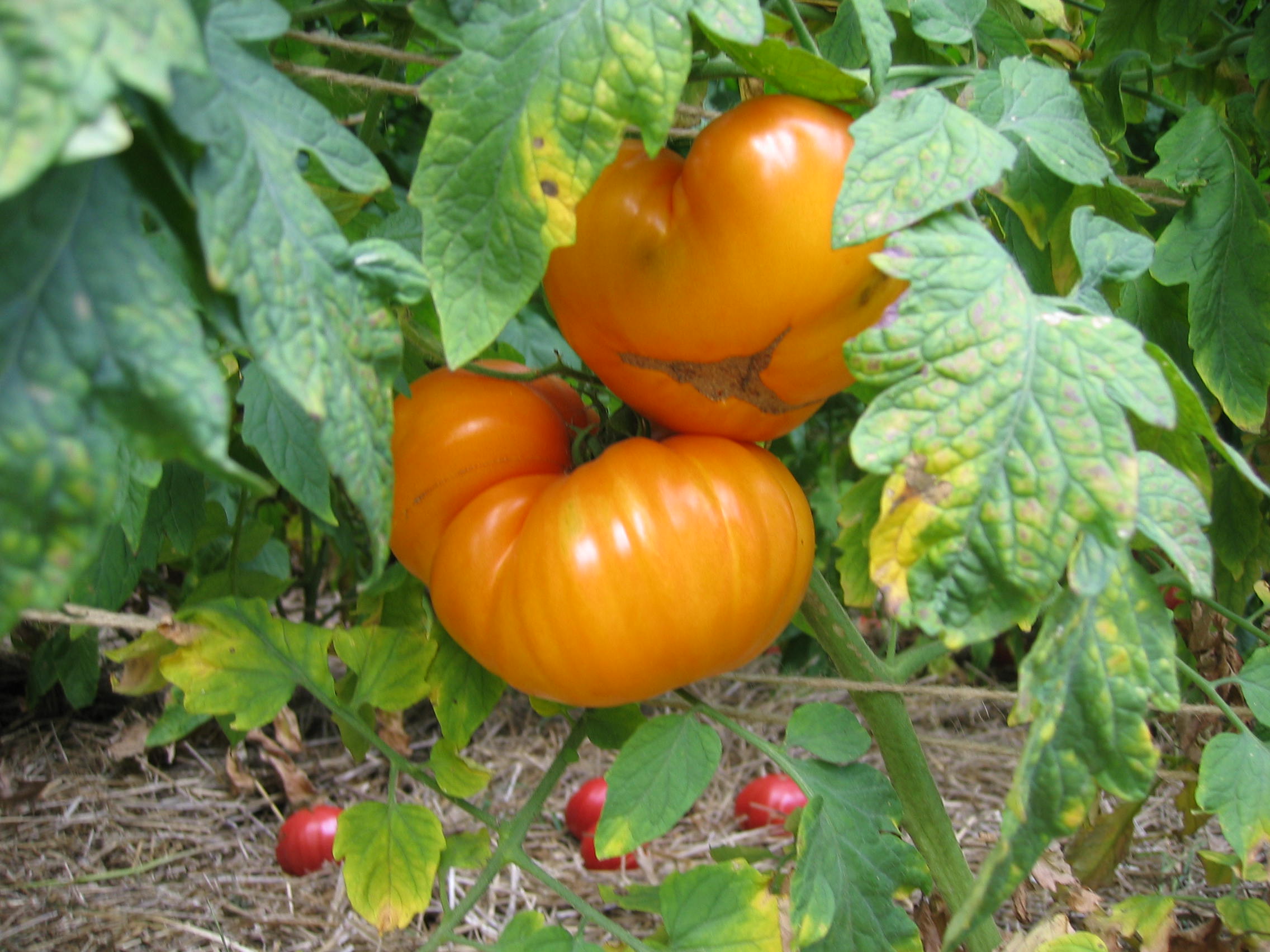 Golden tomatoes growing on a vine.