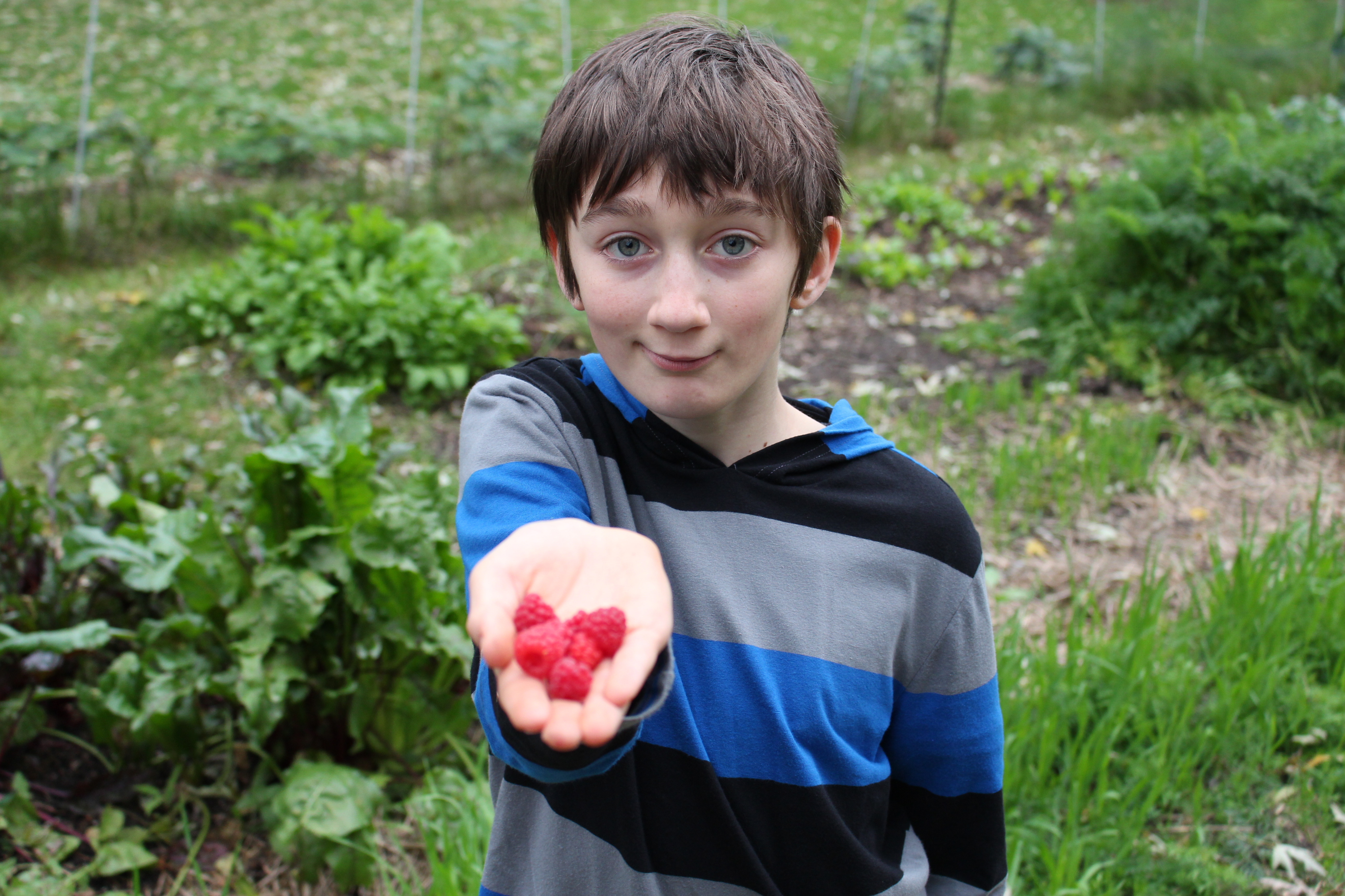 A young boy holding raspberries.