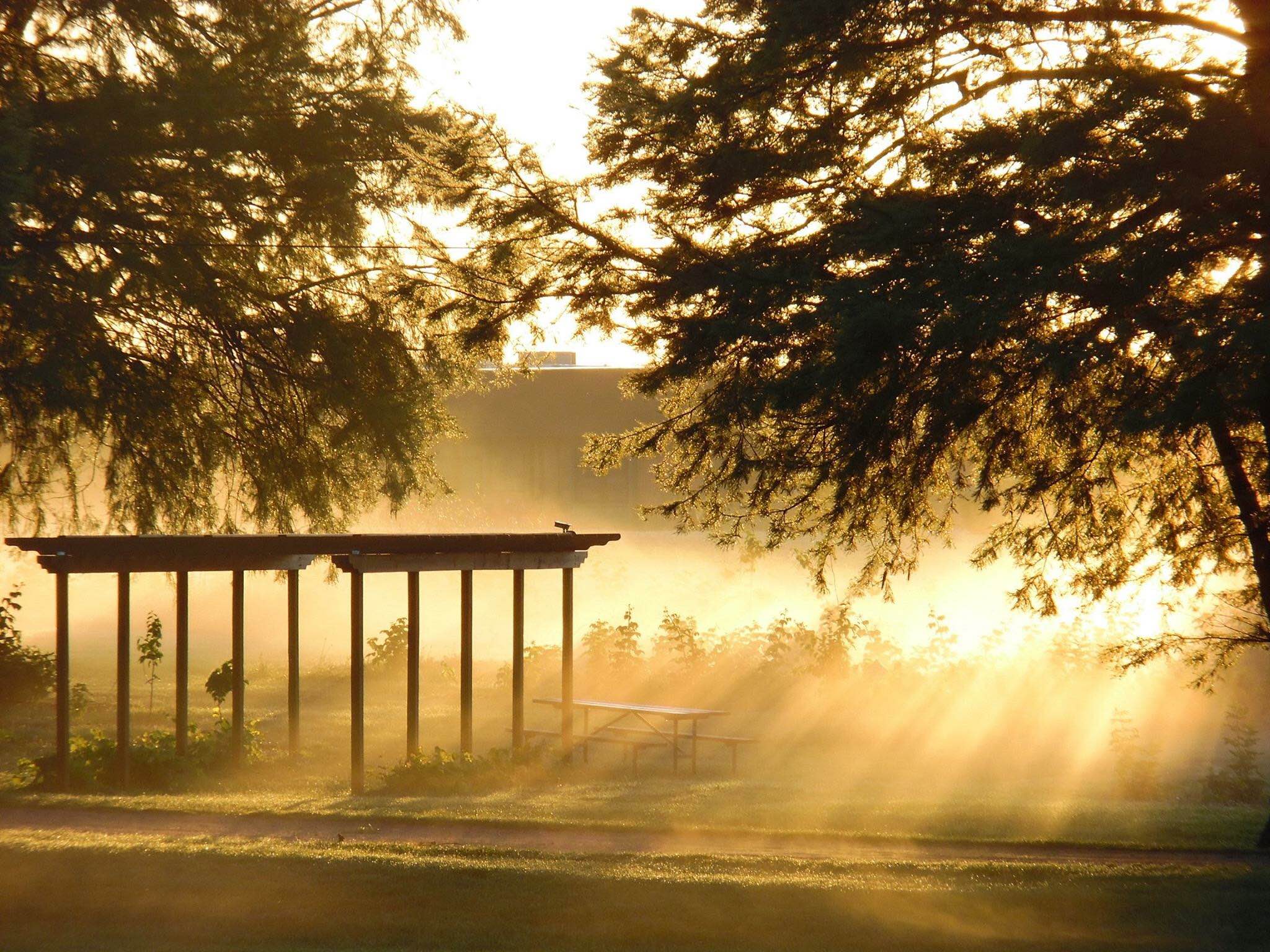 A sunrise with sunlight streaming through plants onto a trail with a shelter and picnic bench next to it.