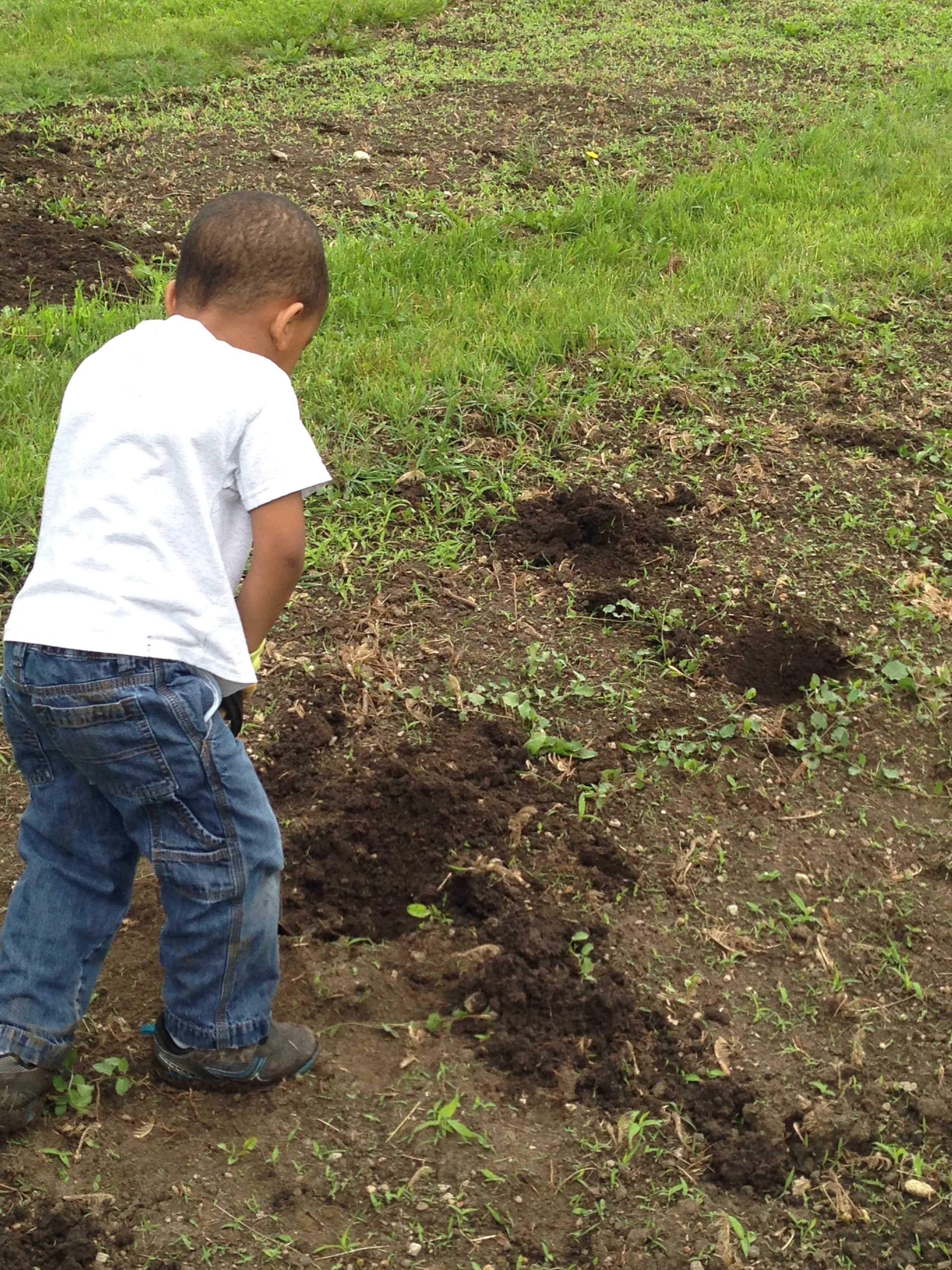 A little boy digging in soil.