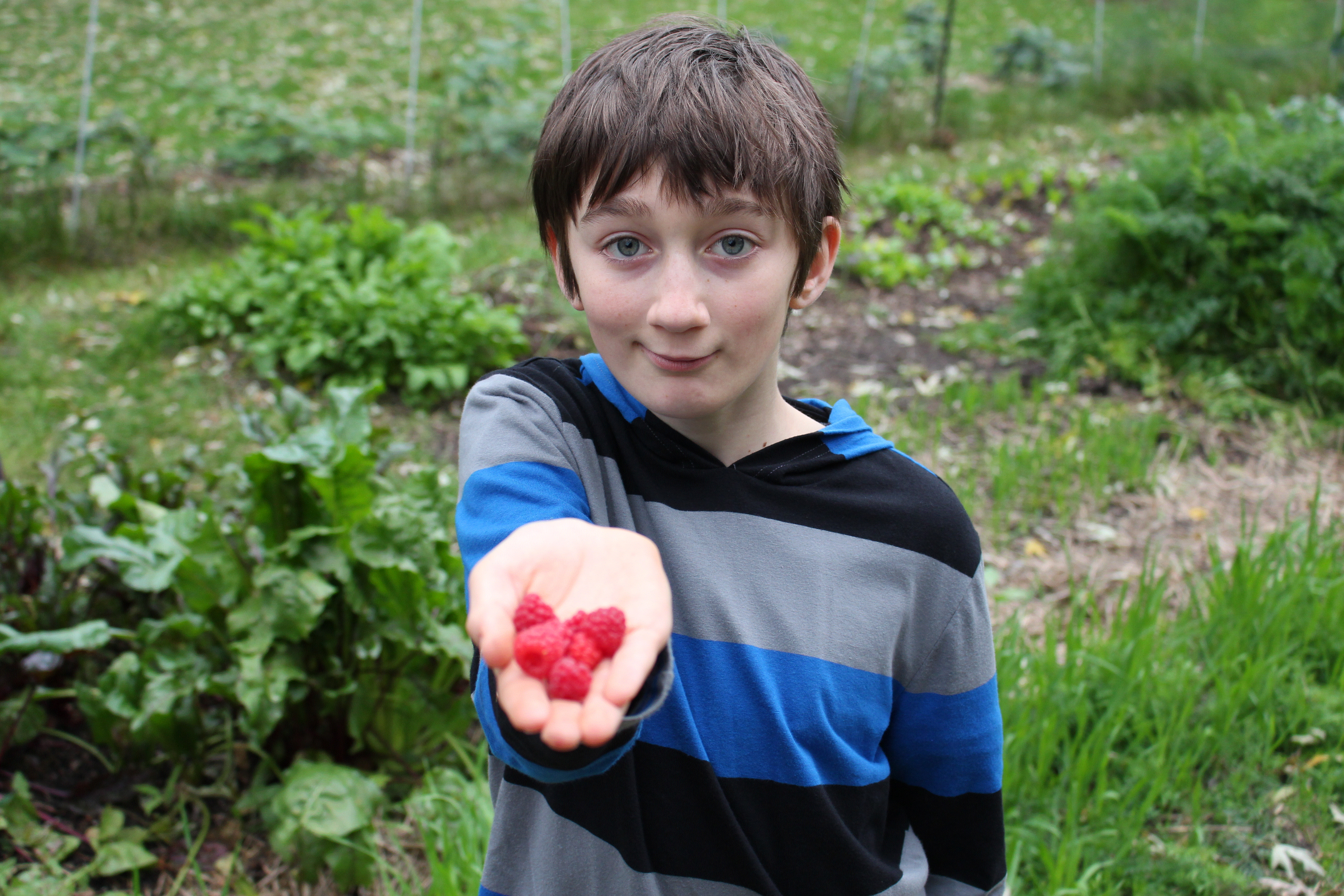 A young boy holding red raspberries.