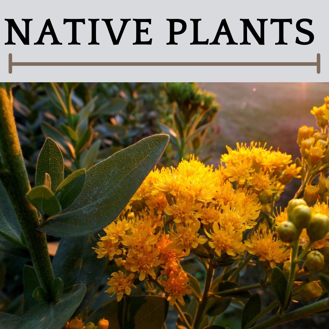 This is an image of native Illinois Plants