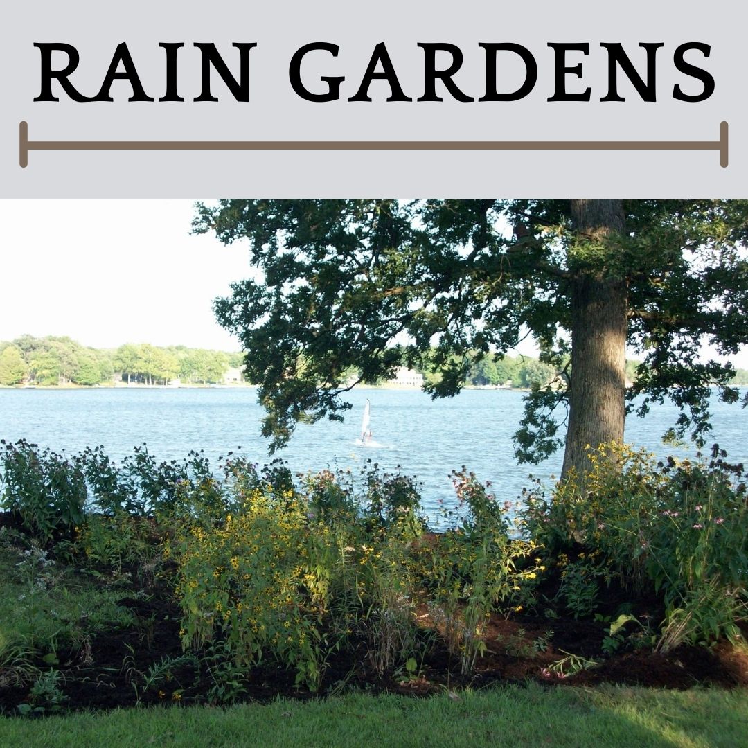 This is an image of a rain garden