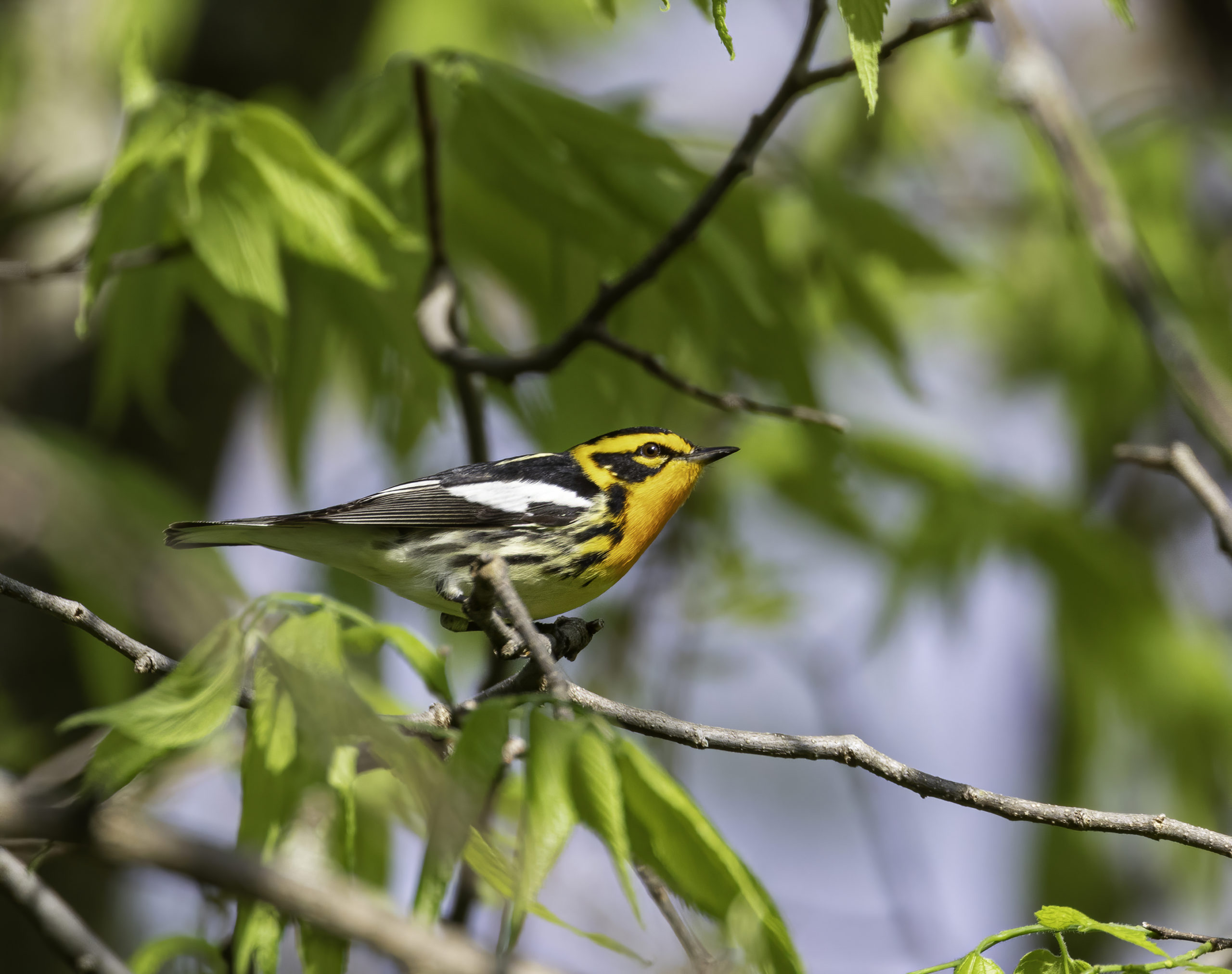 Yellow and black bird perched on a branch spotted during bird walk