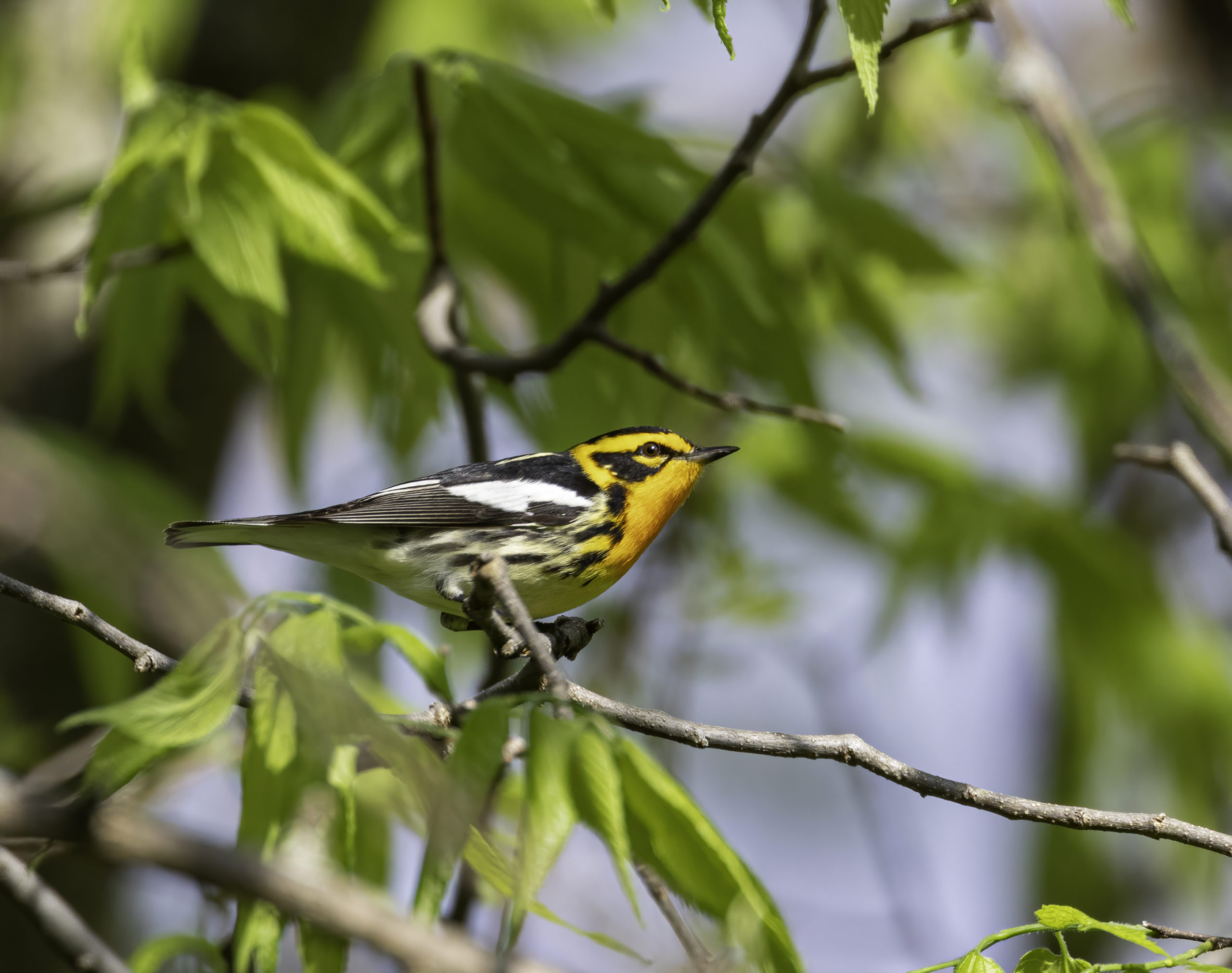 Bright yellow, black and white bird perched on a tree branch spotted during a JWP Audubon Bird Walk.