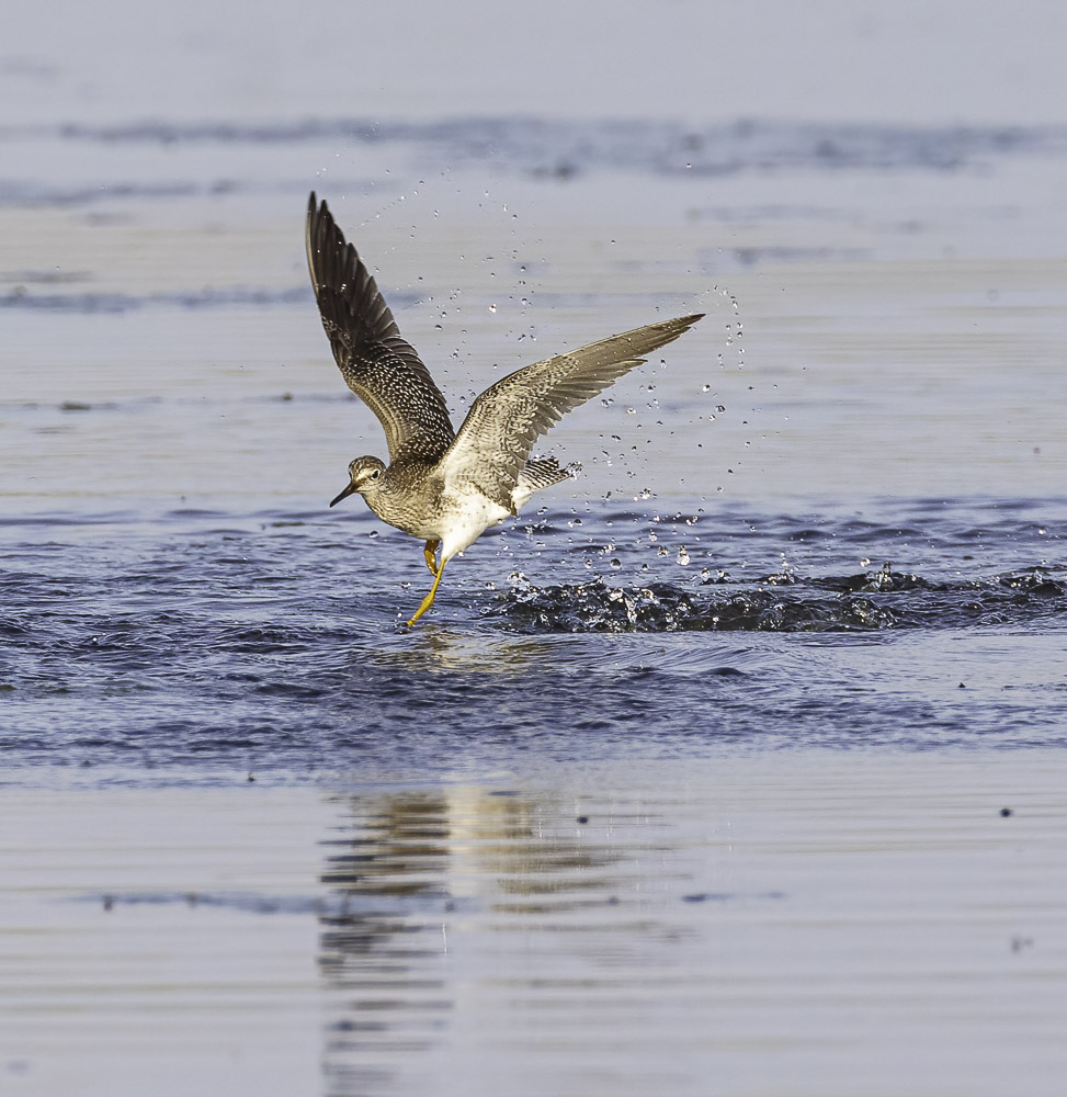 Bird with bright yellow legs skimming over the Mackinaw River.