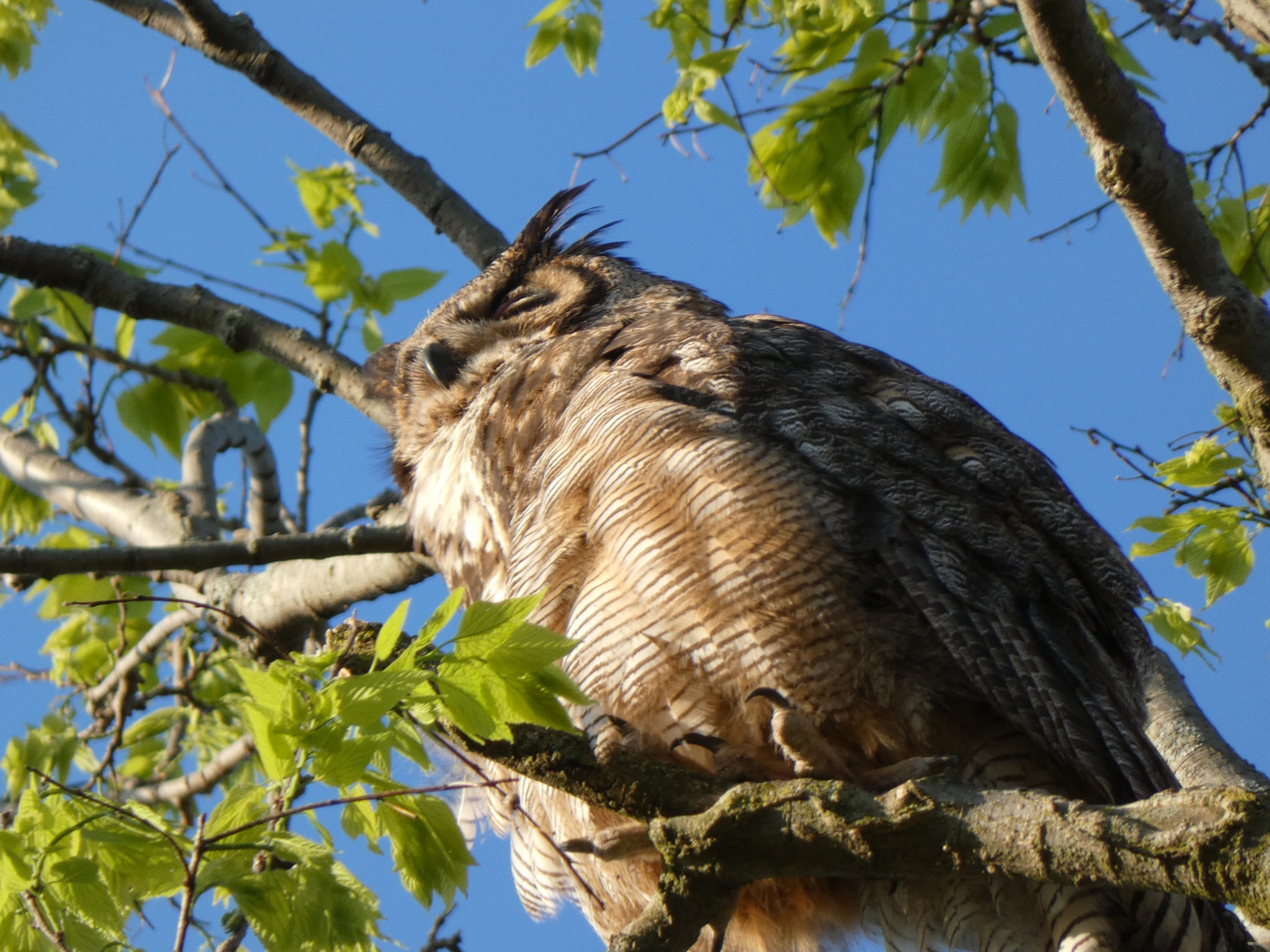 Owl perching in a tree during the day