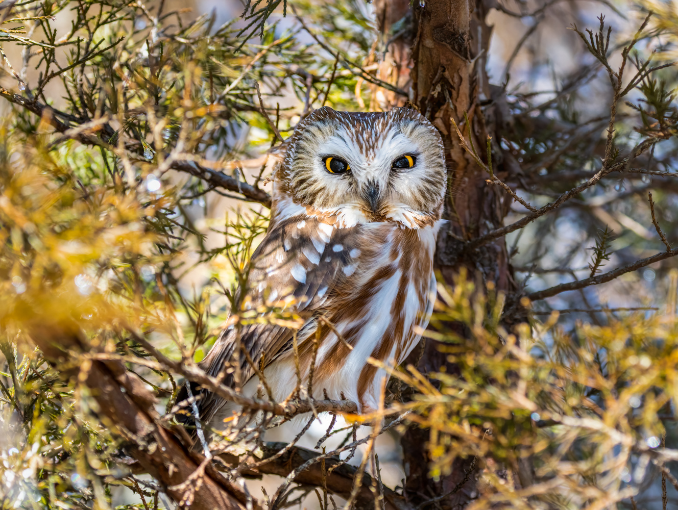 saw-whet owl perched in a pine tree with bright yellow eyes