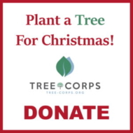plant a tree for Christmas