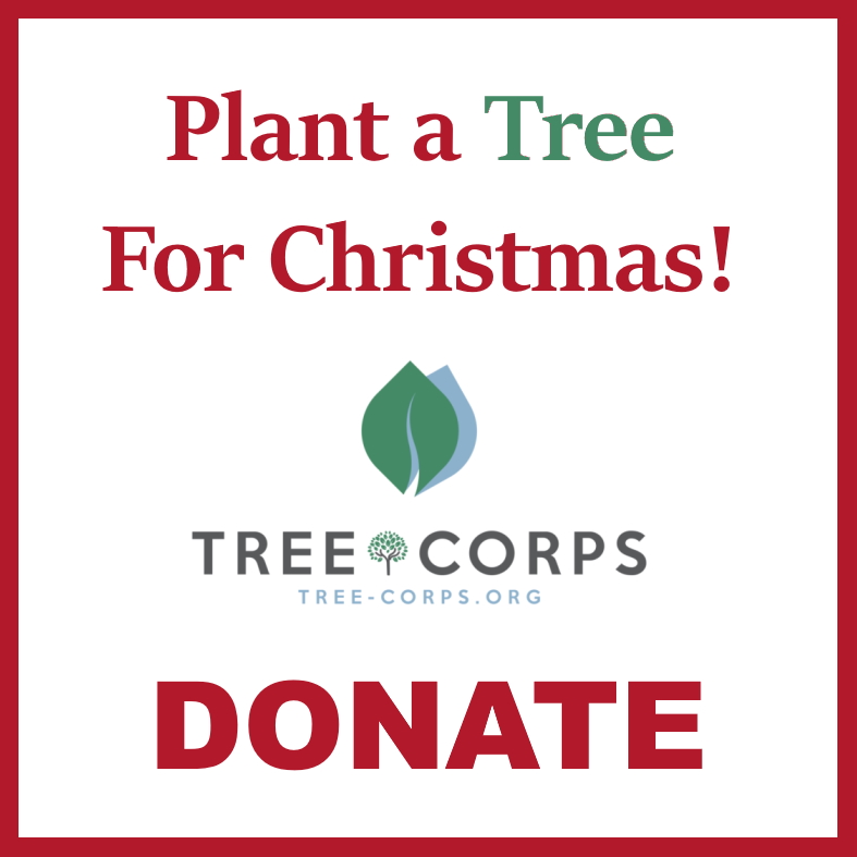 plant a tree for Christmas