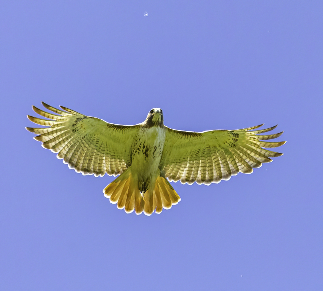 A close-up shot of a hawk flying in a clear blue sky from the Illinois State Park Beach Hawk Watch