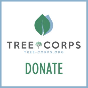 Tree Corps logo  with the words donate below