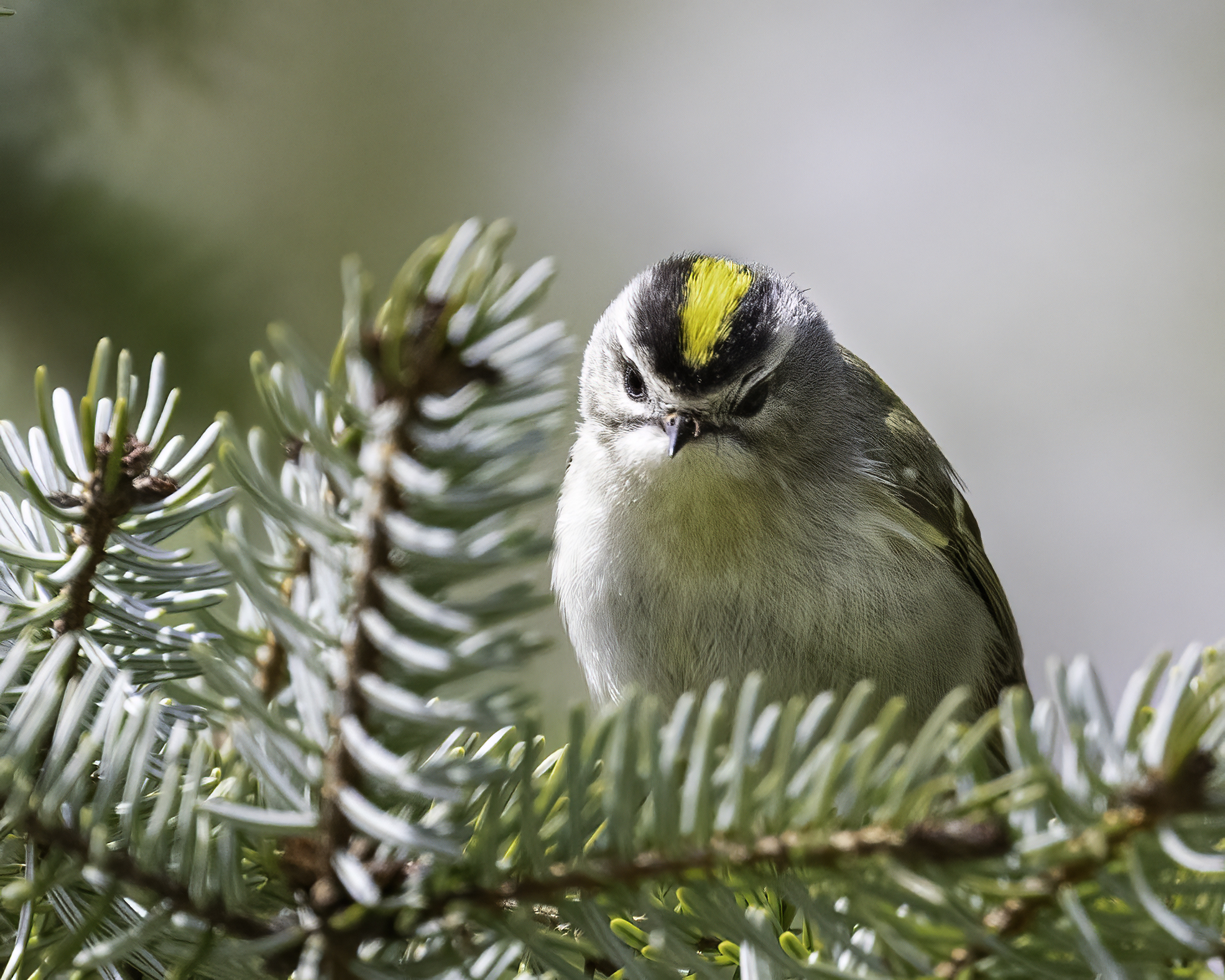 A Golden-Crowned Kinglet spotted during JWP Audubon Bird Walk