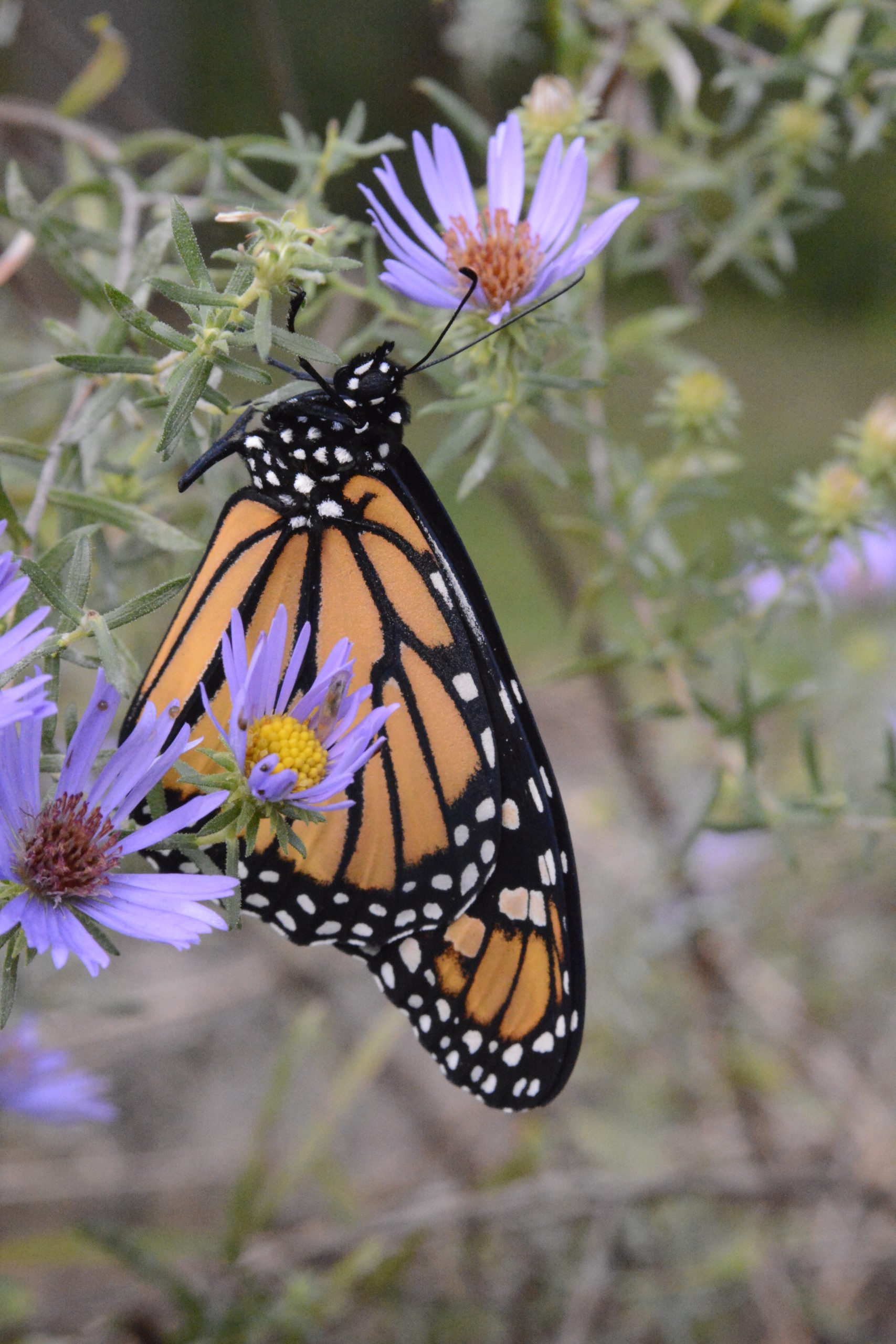 Close up of a monarch butterfly resting on an aster flower with purple petals