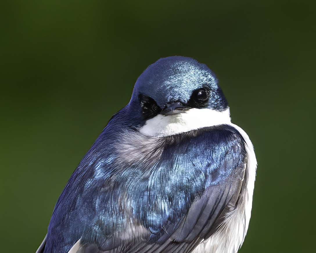 A bright blue and white tree swallow spotted on a JWP Audubon Bird Walk
