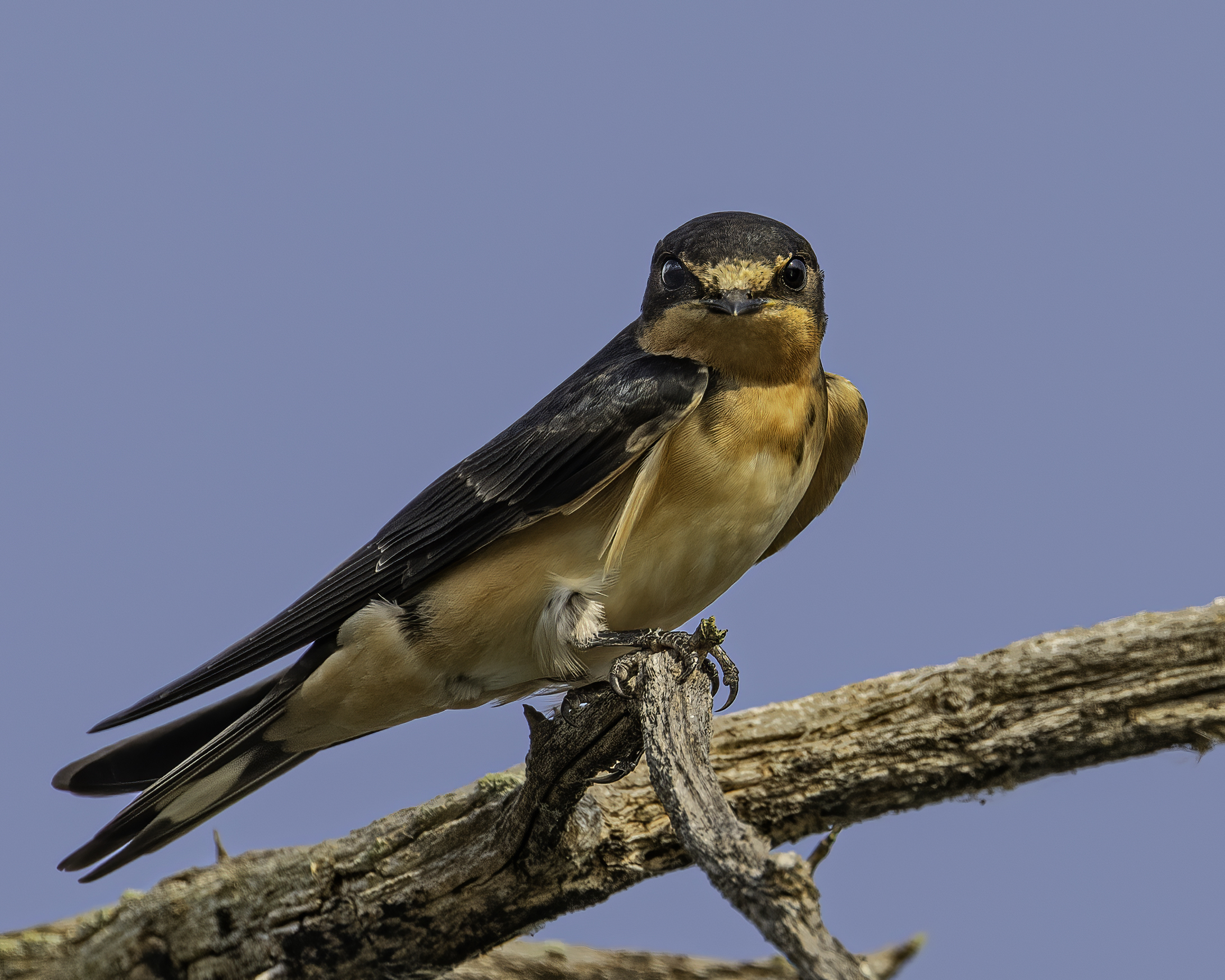A close up of a barn swallow perched on a branch