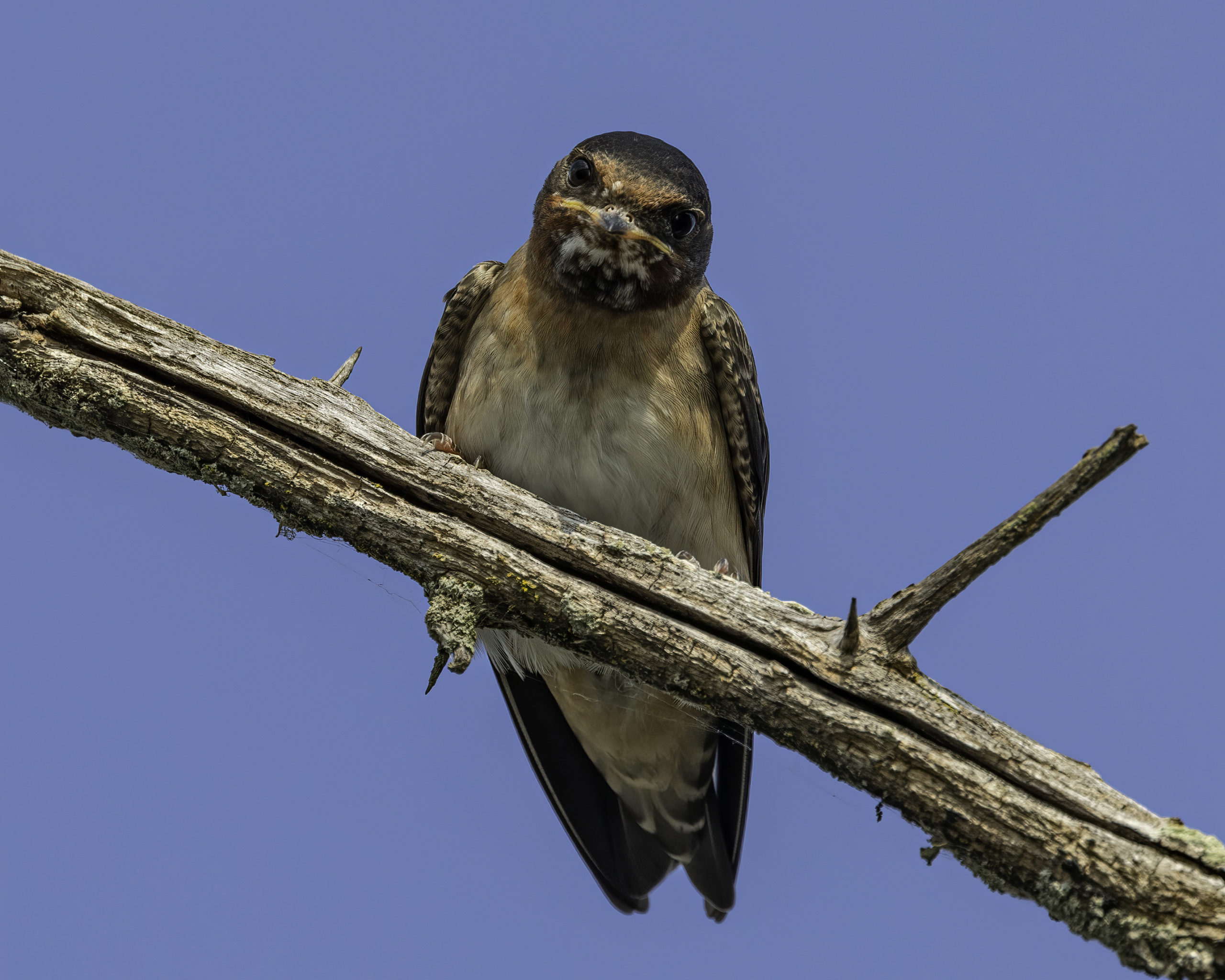 A cliff swallow perched on a branch