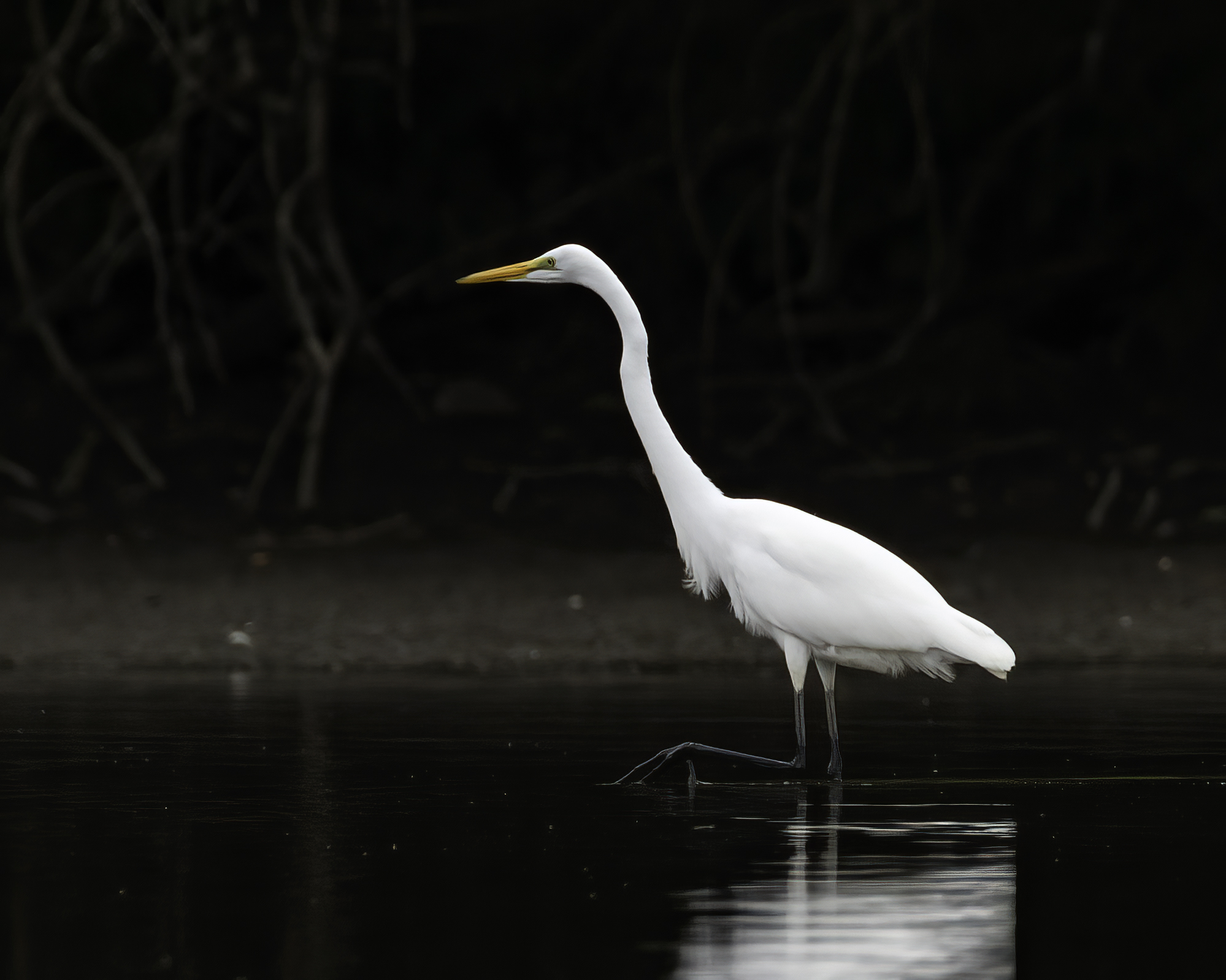 A Great Egret standing in a body of water