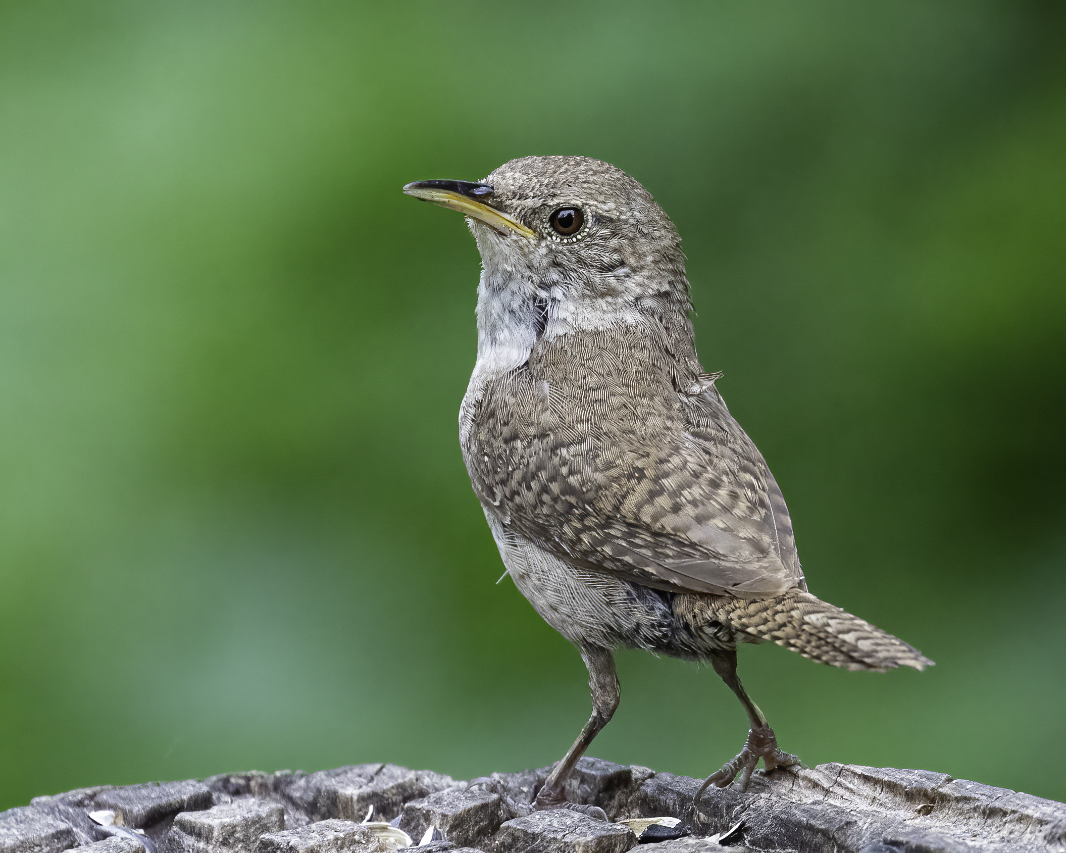 The house wren, a small and cute bird
