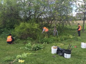 several volunteers removing invasive plants along Sugar Creek