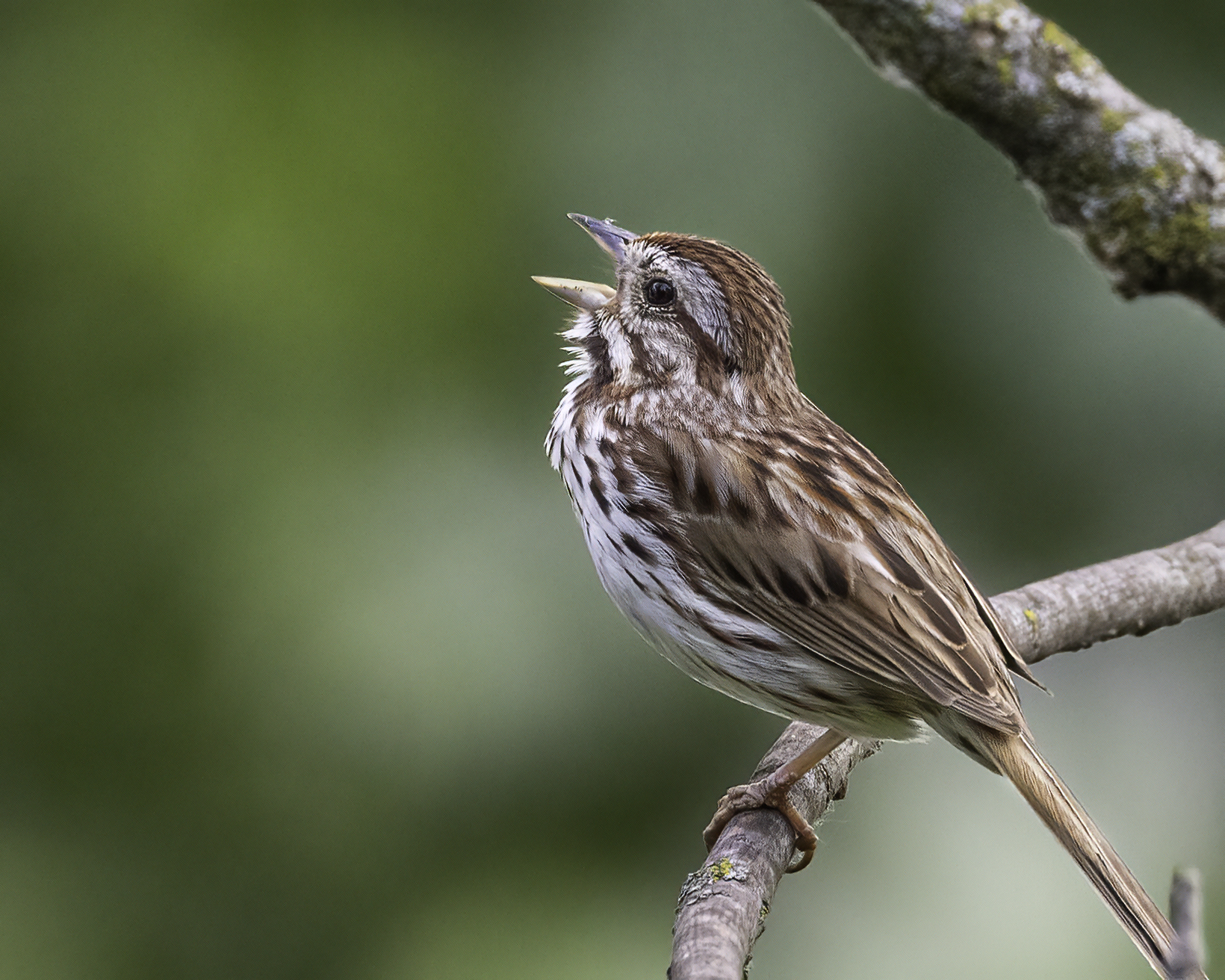 A song sparrow perched on a branch