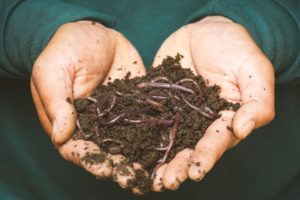 A person holding worms and dirt