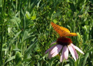 A butterfly sitting atop a pink cone flower