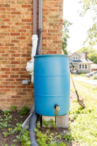Blue rain barrel made from a repurposed 55-gallon drum sitting on cinder blocks attached to a downspout 
