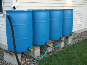 Four rain barrels that are connected together through pipes attached to their spigots