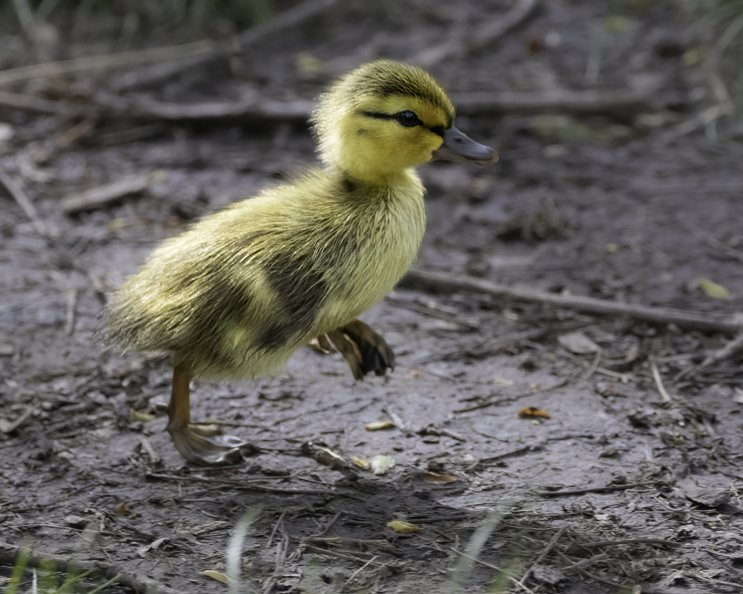 small yellow duckling