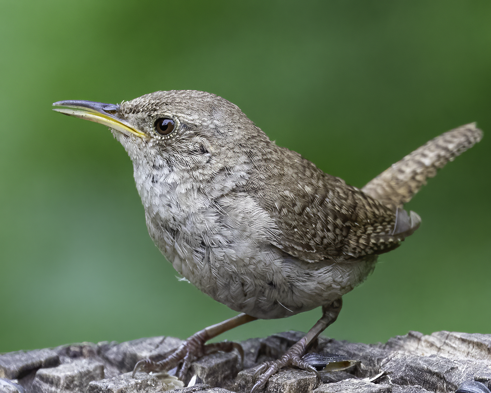 a close up of a house wren, a small gray and brown bird