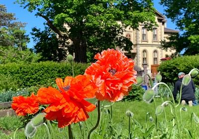 Bright orange poppies blooming in front of the David Davis Mansion. 