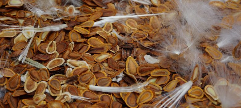 Common milkweed seeds