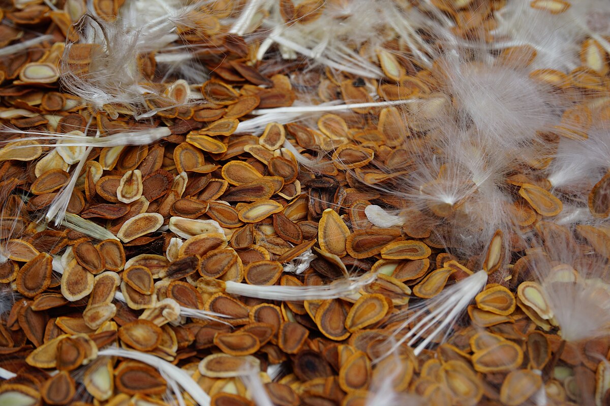 Common milkweed seeds