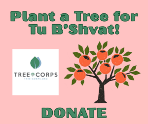 Plant a Tree for Tu B'Svat! Donate